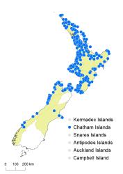 Pteris macilenta distribution map based on databased records at AK, CHR & WELT.
 Image: K.Boardman © Landcare Research 2020 CC BY 4.0